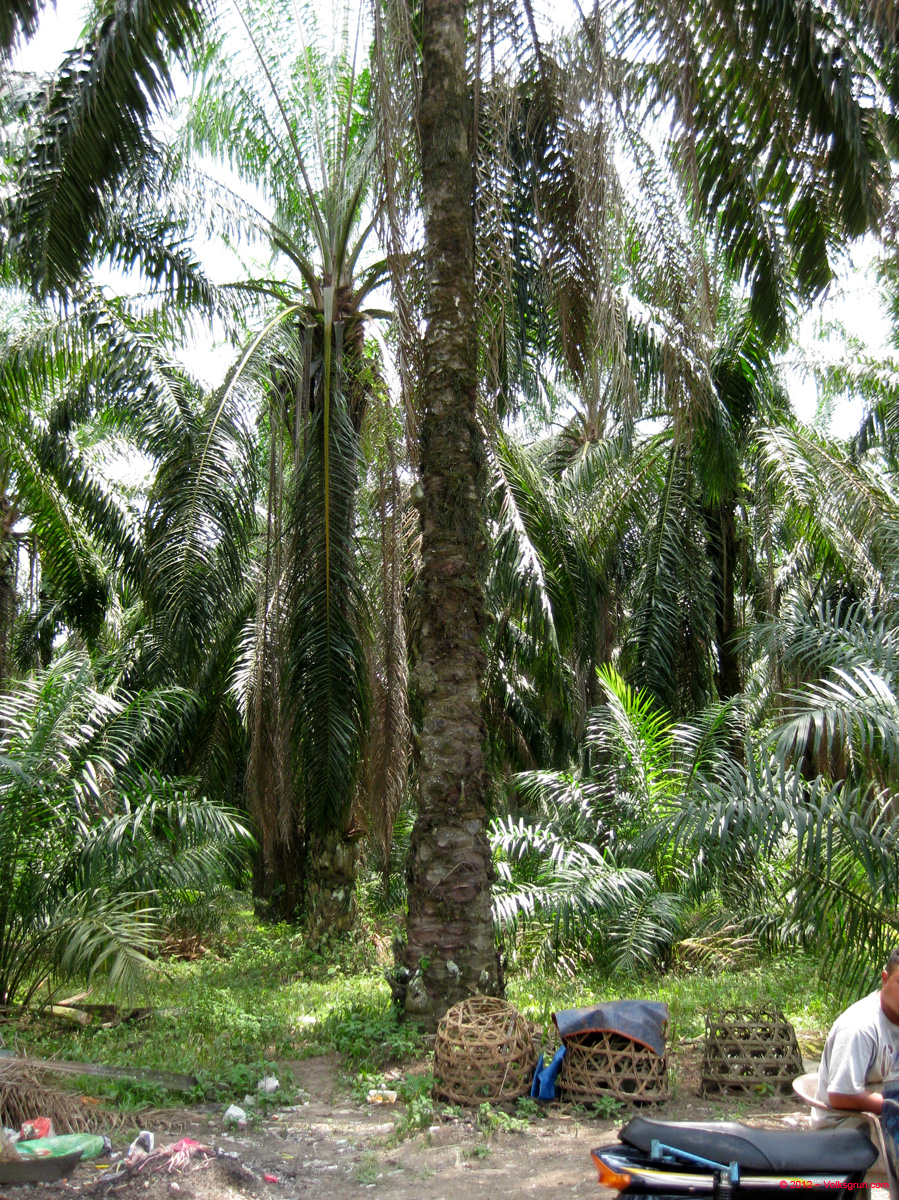 IMG_0988 oil tree